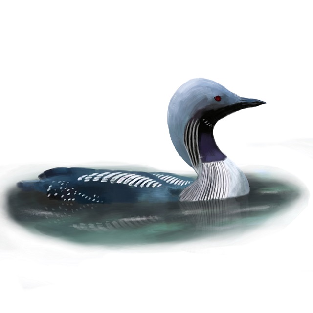  Black-throated loon