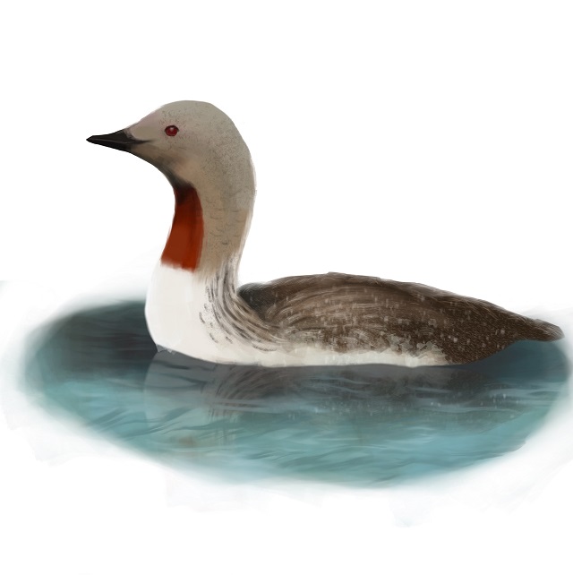 red-throated loon in Sweden