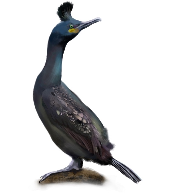 European shag