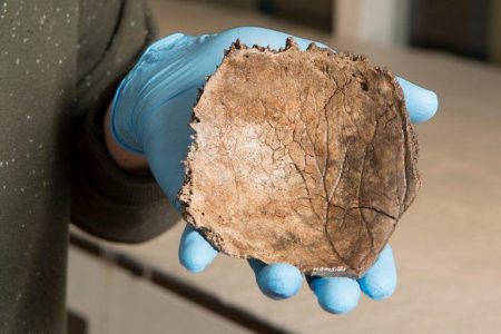 “Oldest Dutchman”, Image from The Dutch National Museum of Antiquities, Creative Commons License